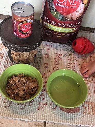 feeding tips for your dog