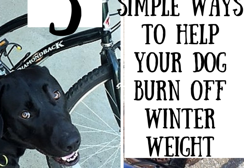 help dog lose weight