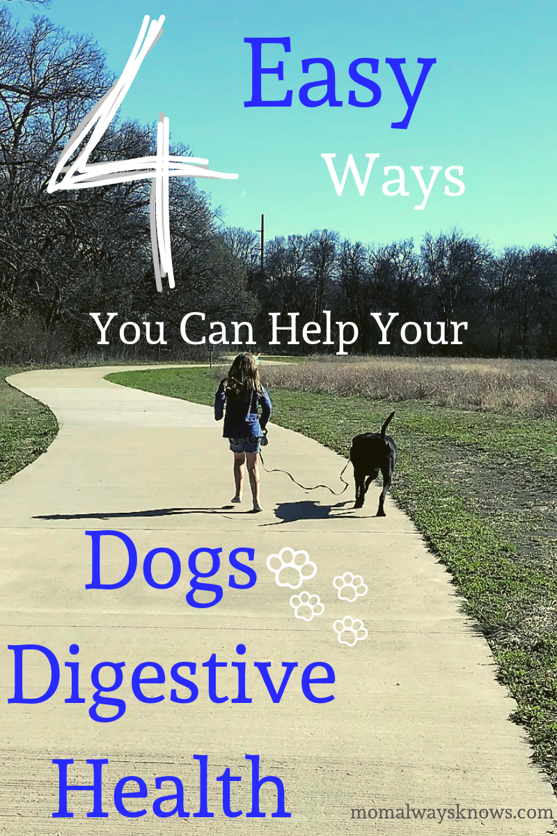 Image showcasing 4 Easy Ways You Can Help Your Dogs Digestive Health Today - Gut Health
