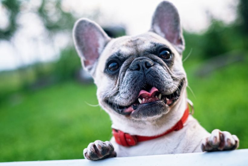Healthy Dog