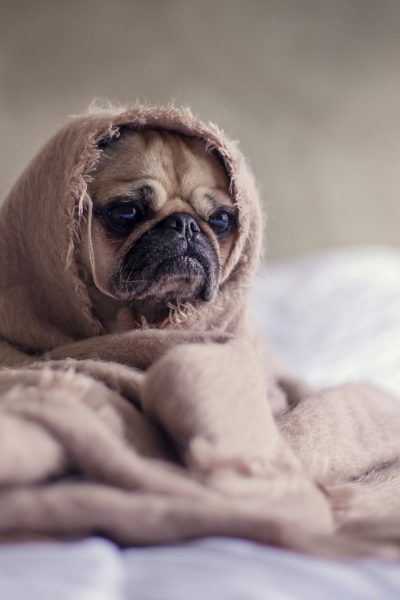 cure pet anxiety